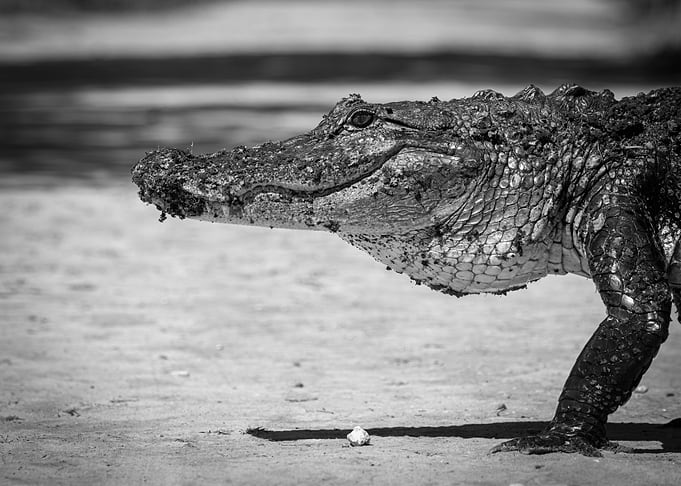 Alligator Walking Close-Up Black And White