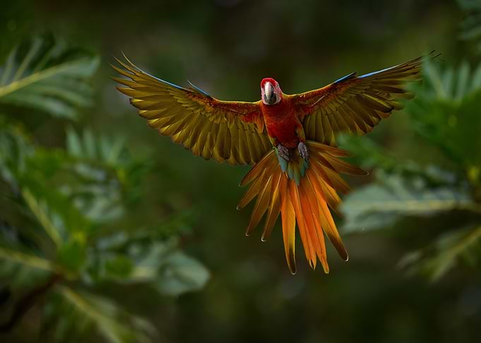 Scarlet Macaw Parrot in Flight
