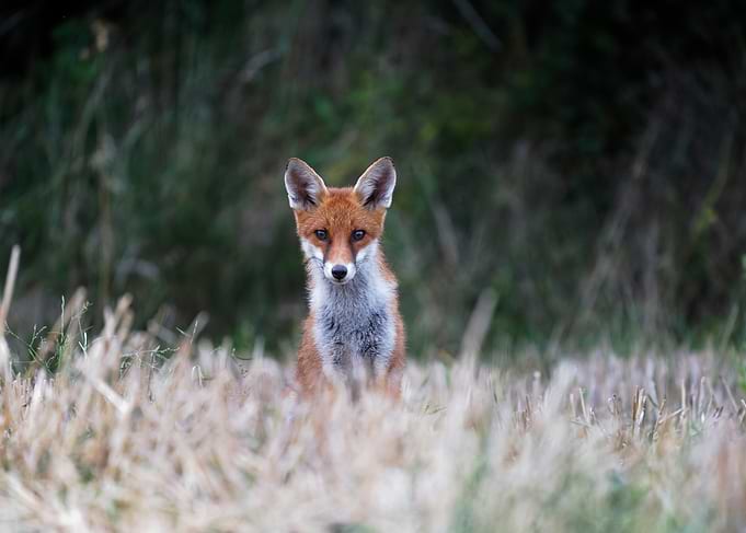 Red Fox in Tall Grass