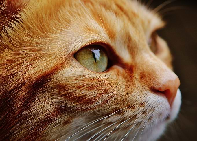 Close-up of Orange Cat