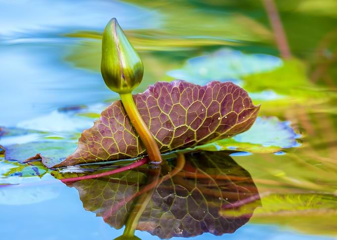 Water Lily Bud