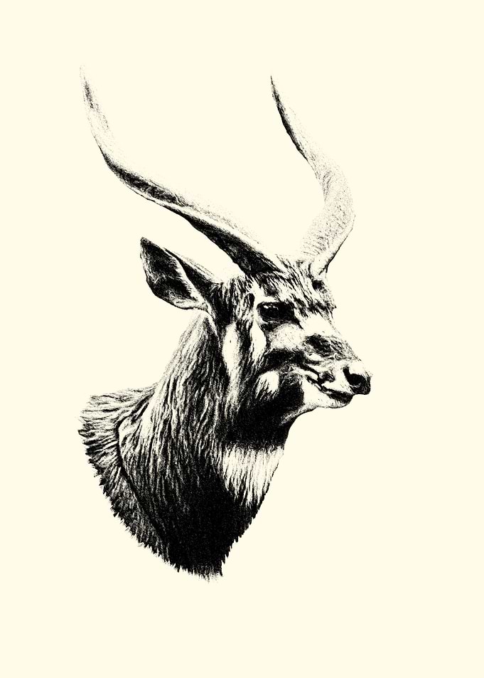 Black and White Antelope Drawing