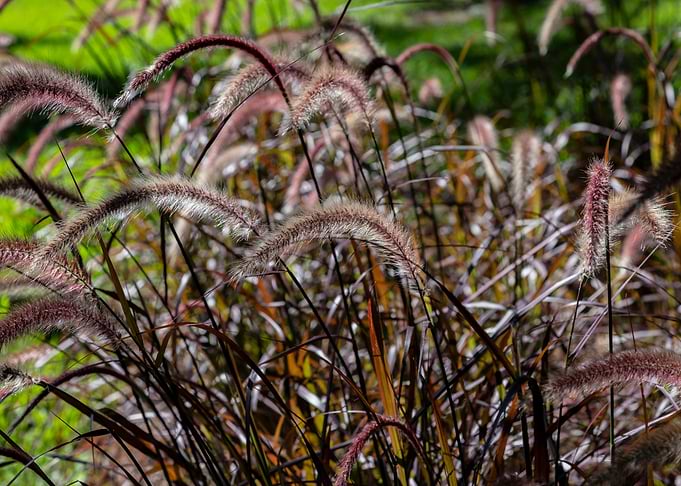 Purple Fountain Grass