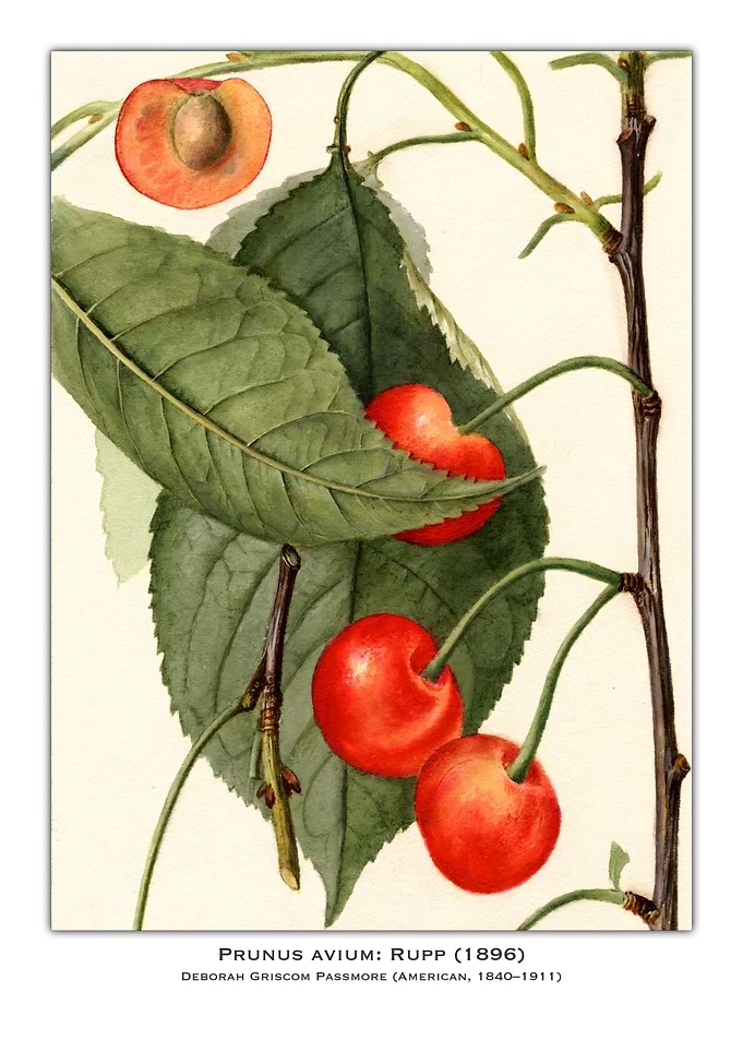 Cherry Watercolor Painting