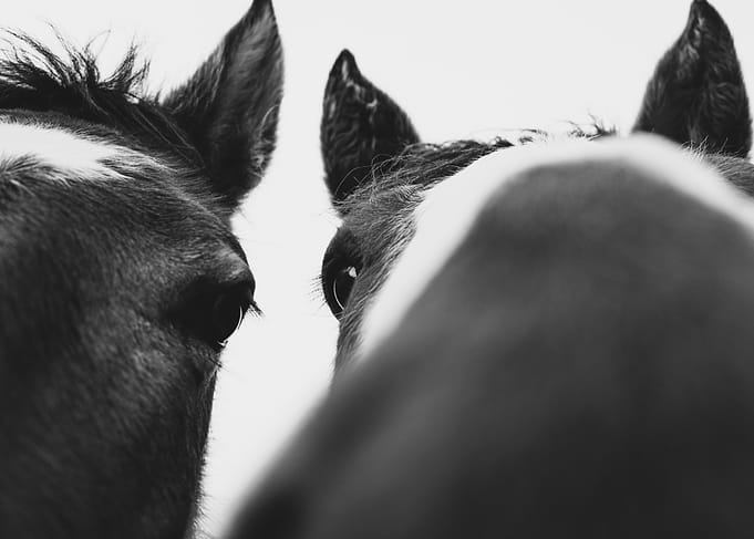 Horse Close-Up