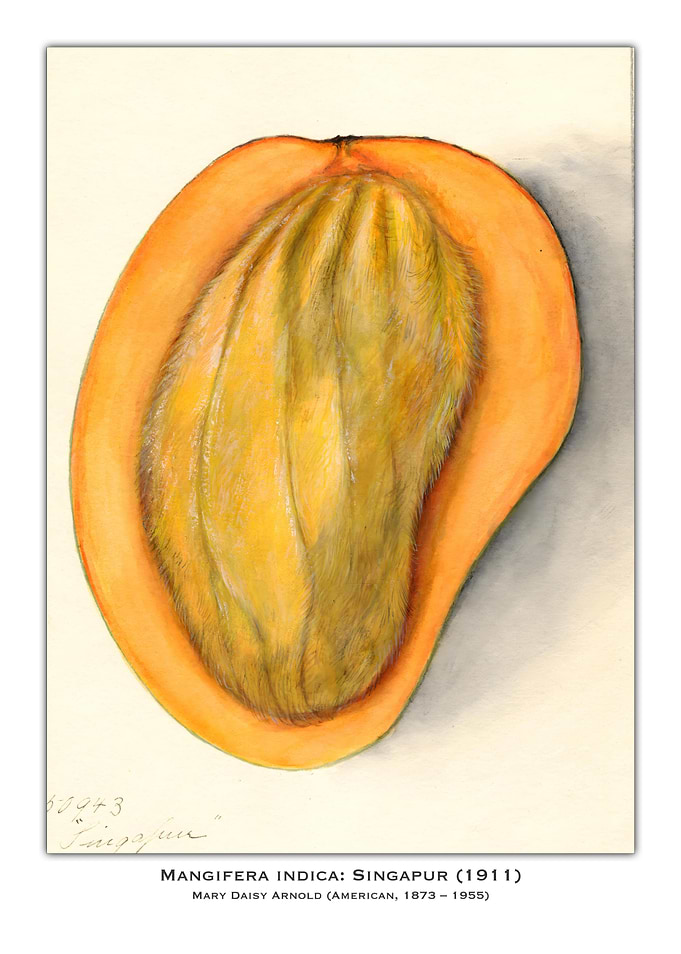 Mango Illustration