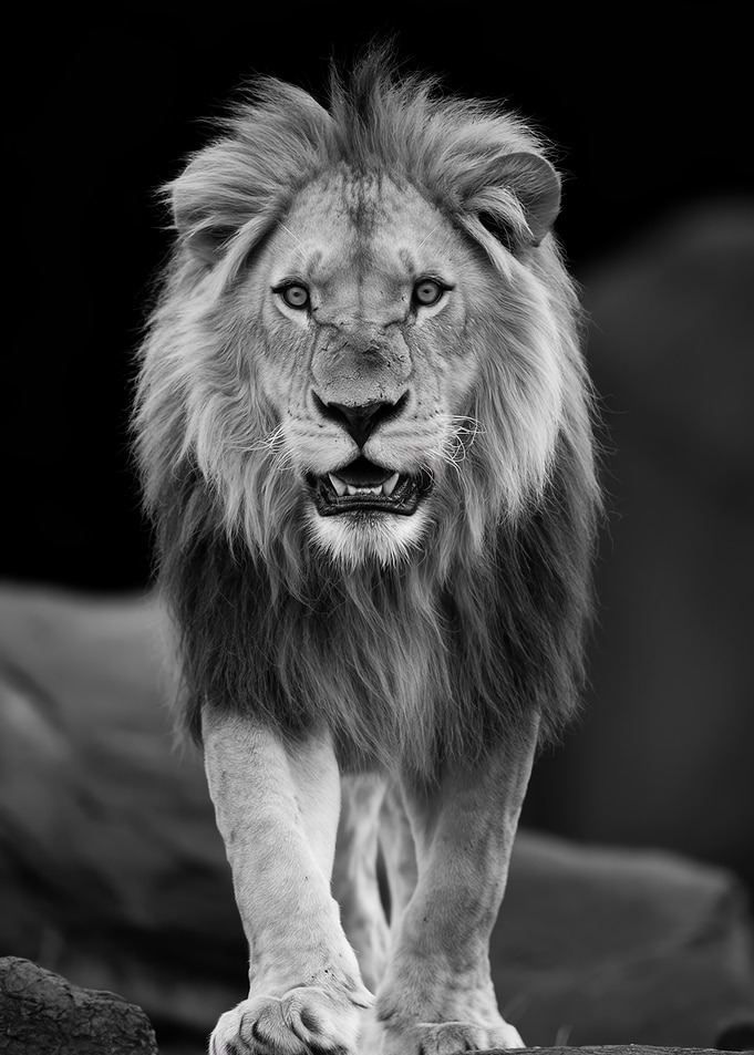 Majestic Lion Portrait