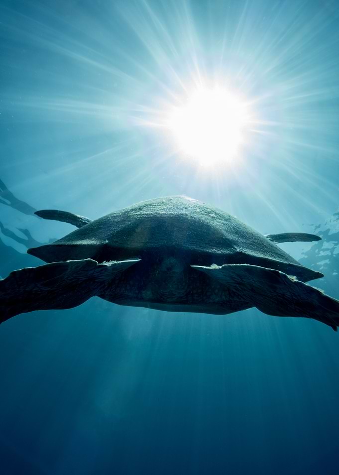 Sea Turtle Silhouette