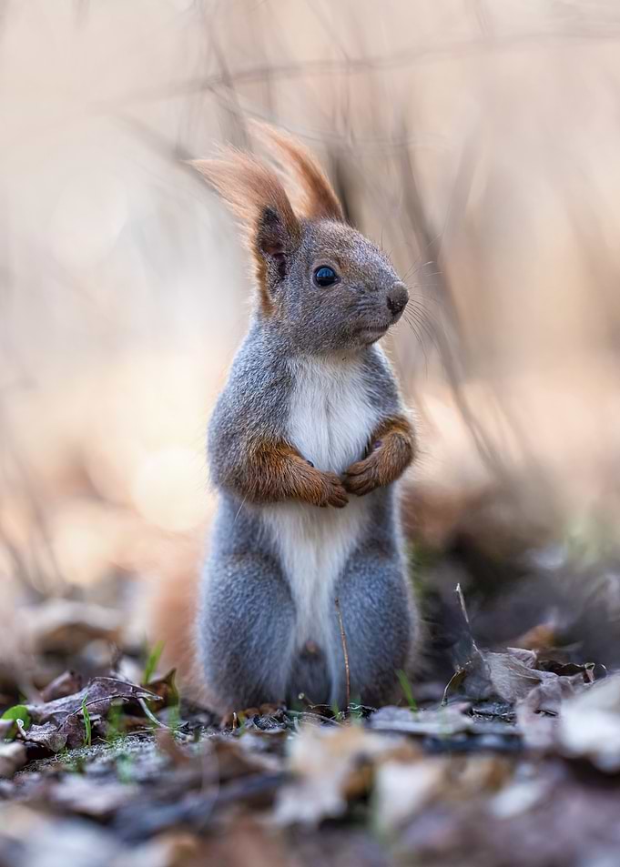 Red Squirrel in Forest