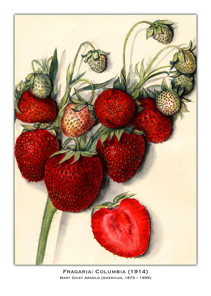 Vintage Strawberry Illustration