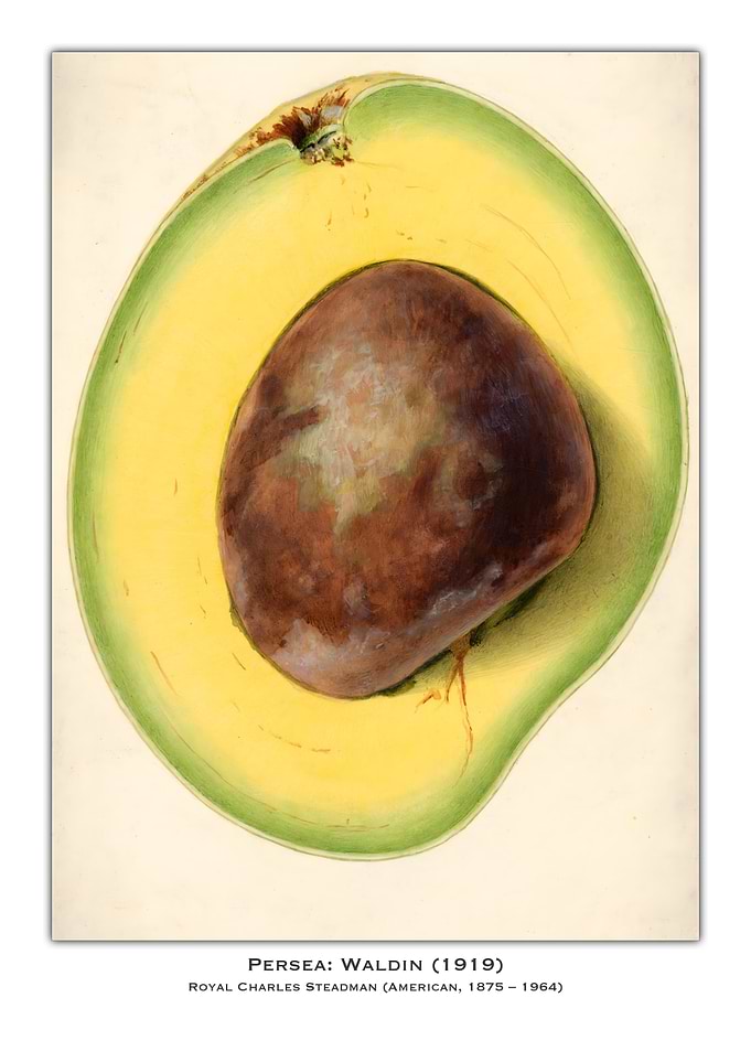 Avocado Cross Section