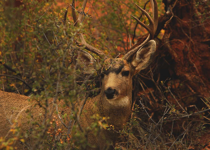 Deer in the Bush