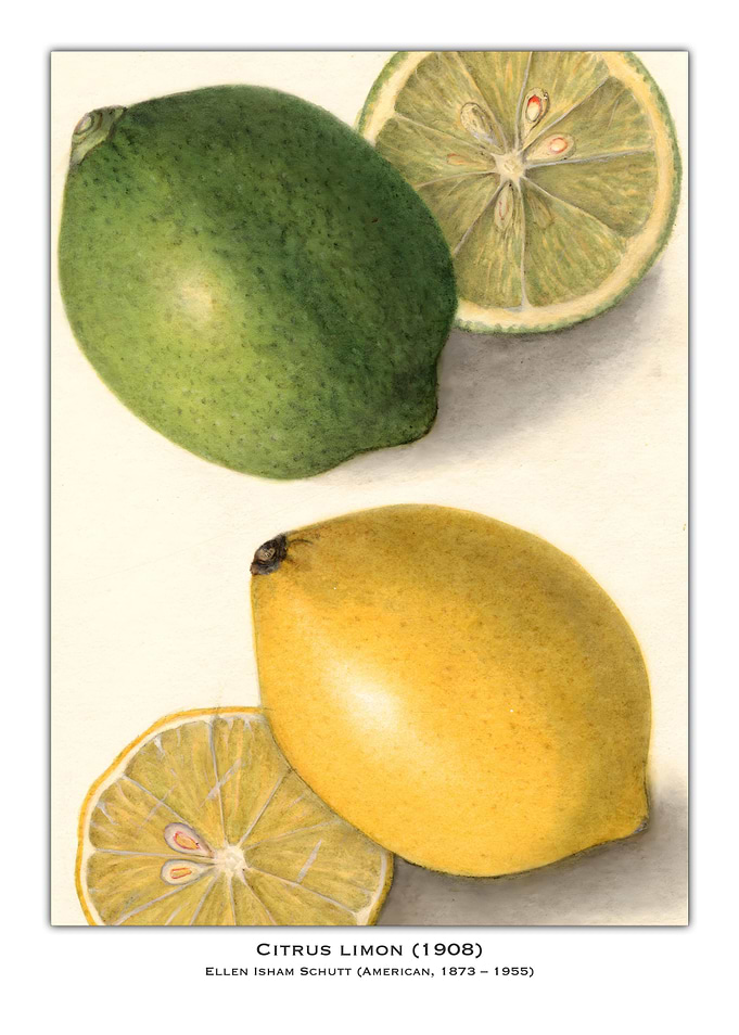 Citrus Limon Watercolor
