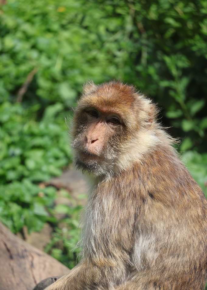 Curious Monkey Portrait