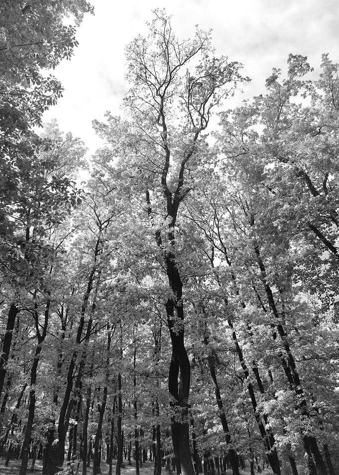 Black and White entwined trees