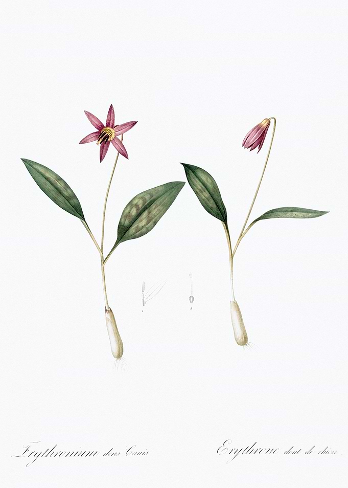 Erythronium Flower Illustration