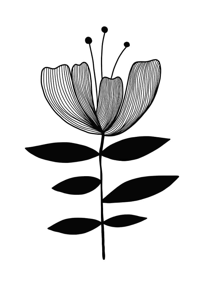 Black and White Floral Illustration