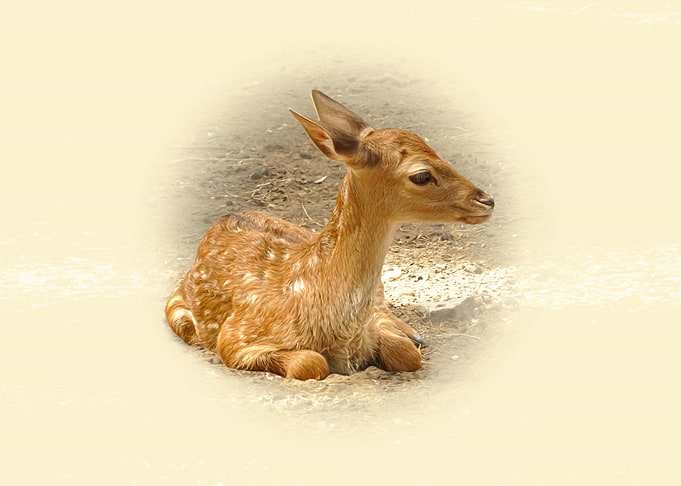 Fawn