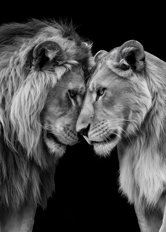 Lion Couple Portrait