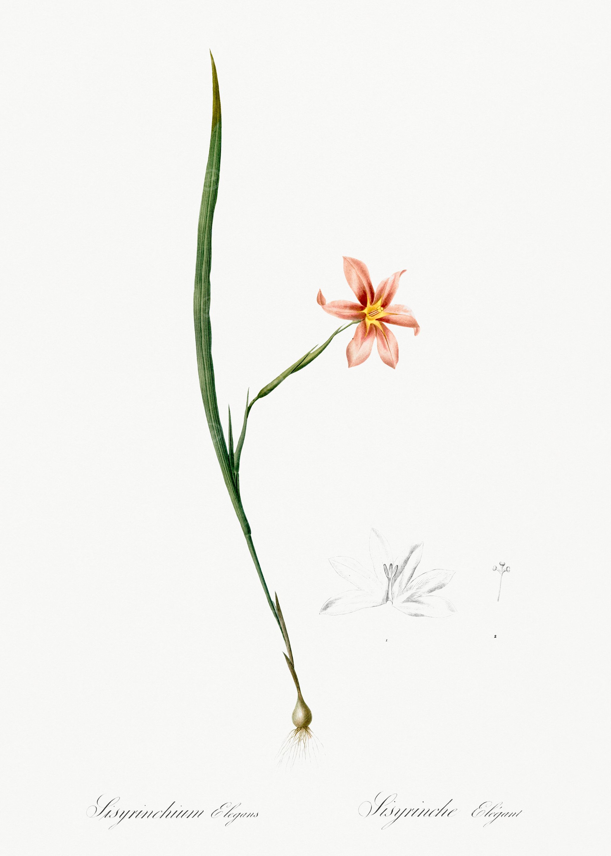 Pink Flower Botanical Illustration