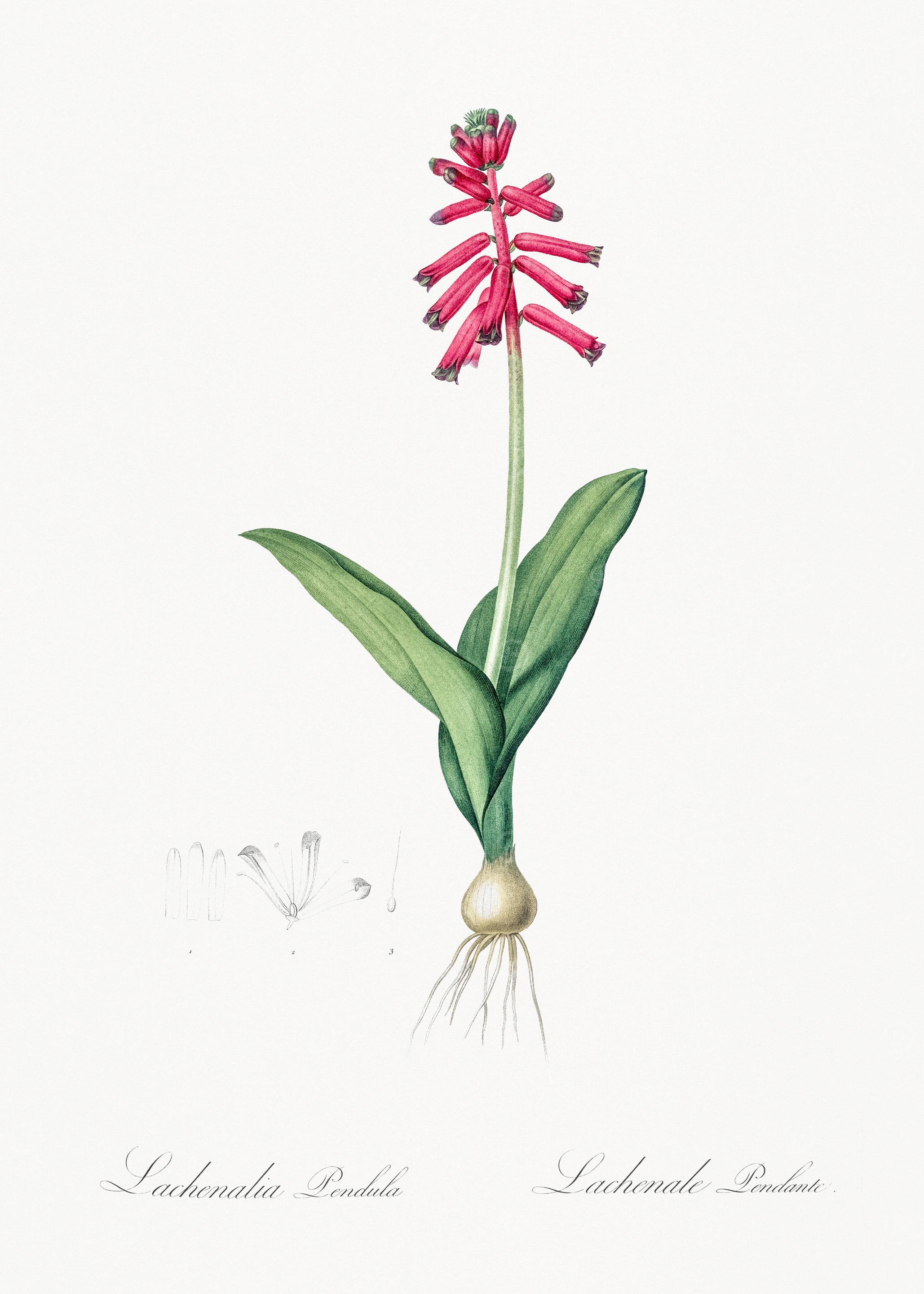 Lachenaia Pendula Flower