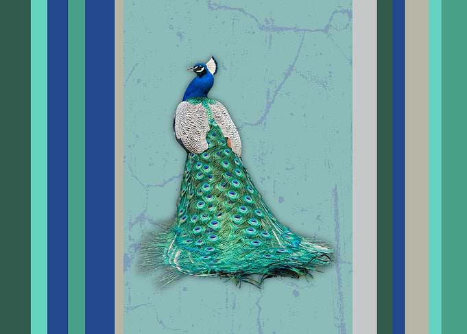 Peacock with Teal Stripes