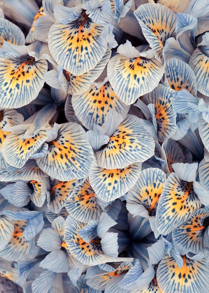 Blue and Yellow Iris Petals