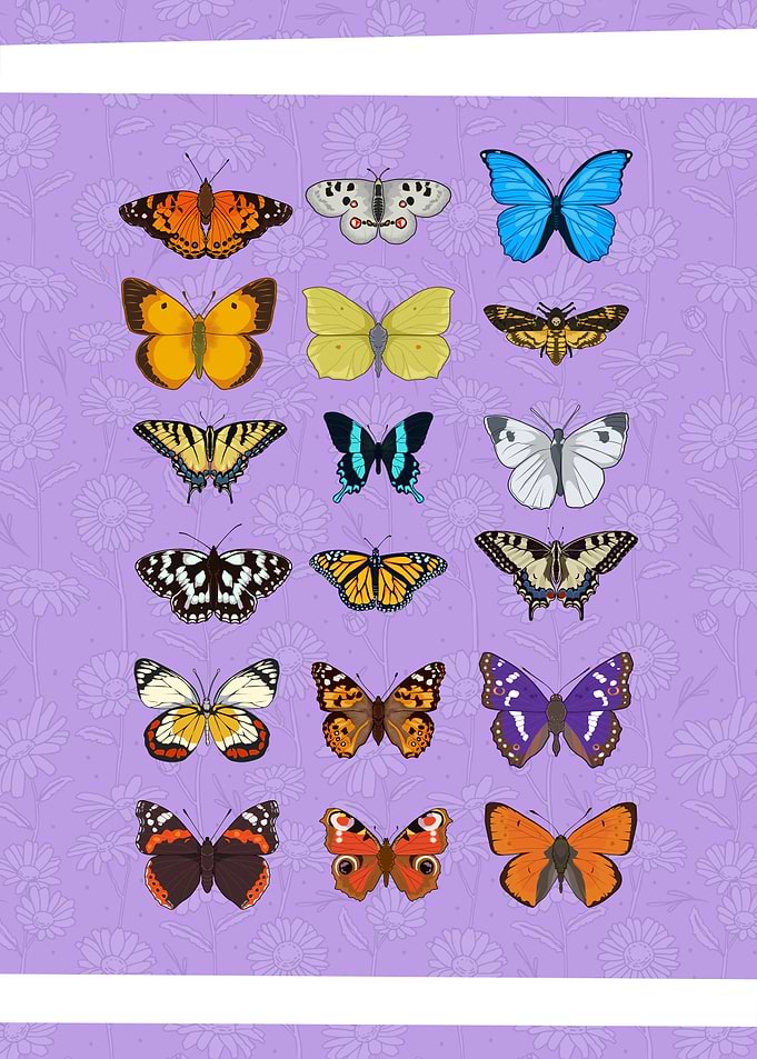 Butterfly Collection