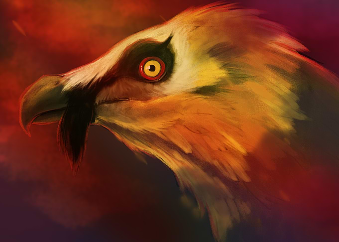Bearded Vulture