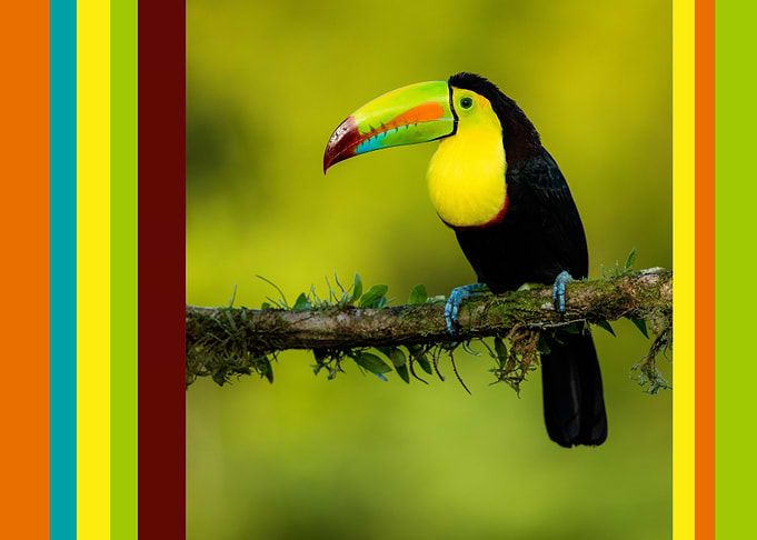 Toucan on Branch