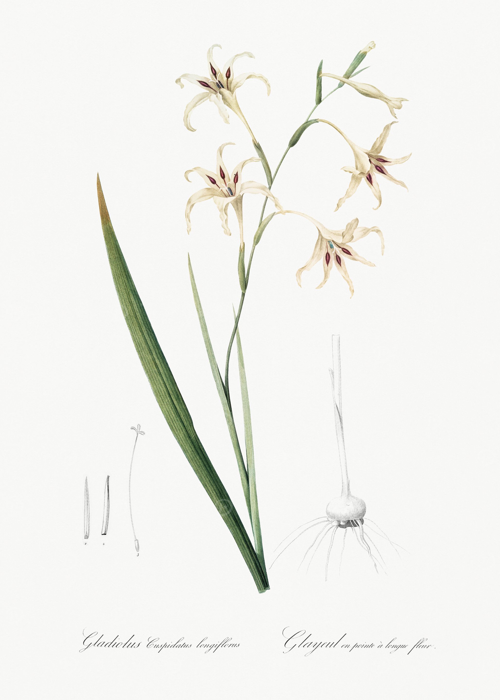 Gladiolus Flower Illustration