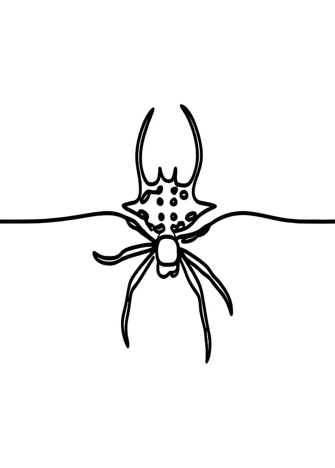 Devil's Crab Orbweaver Spider Line Art