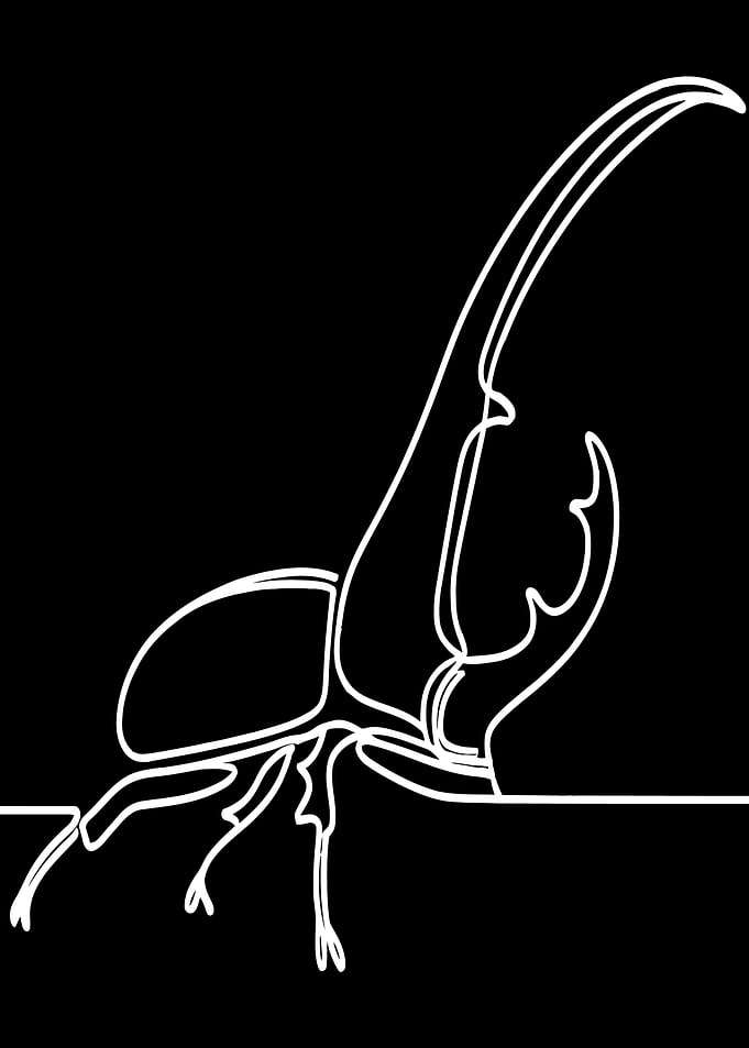 Beetle Line Art