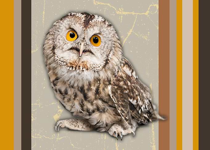 Owl with Big Eyes
