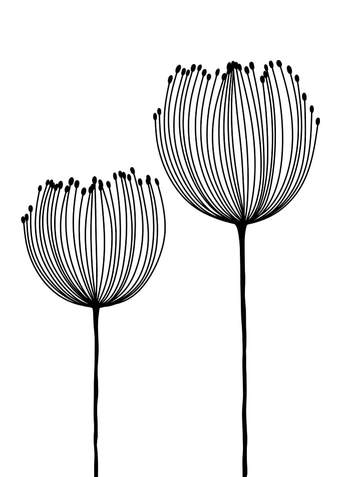 Black and White Wildflower Art