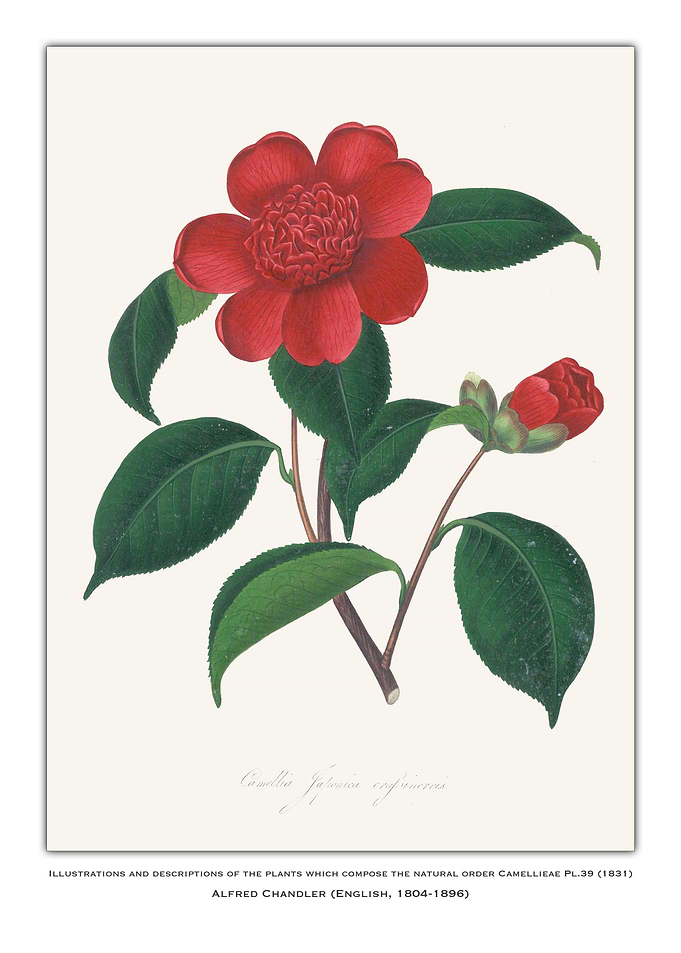 Red Camellia Flower Illustration