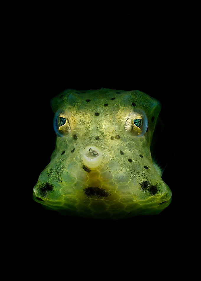 Close-up of a Box-Fish