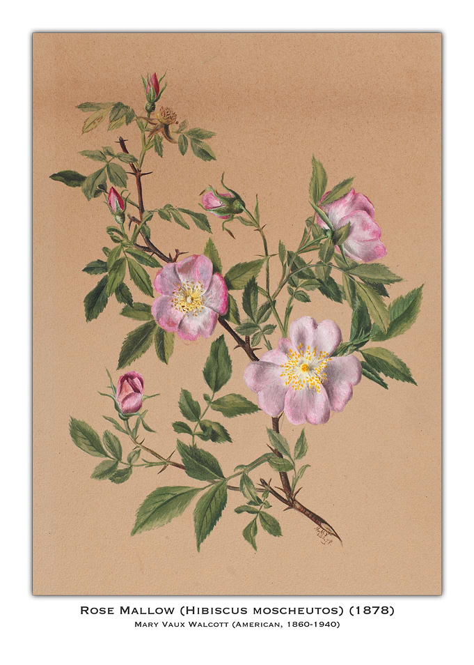 Rose Mallow Botanical Illustration