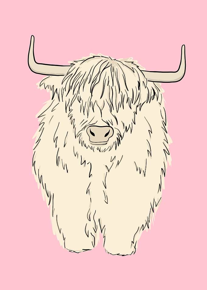 Pink Highland Cow