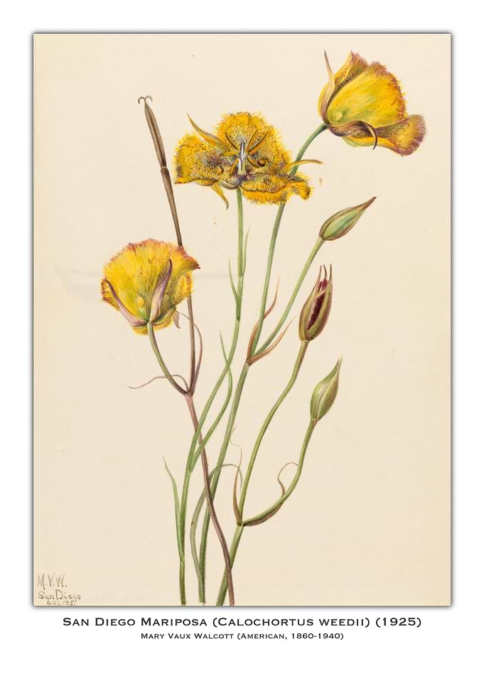 San Diego Mariposa Flower Illustration