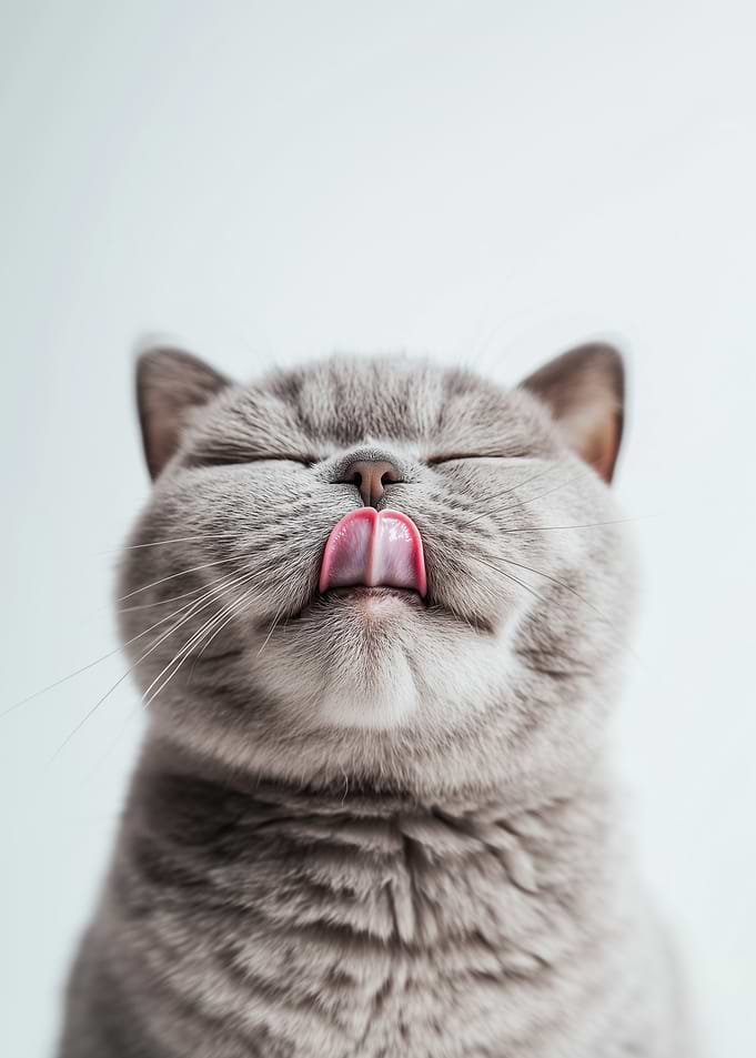 British Shorthair Grey Cat Licking