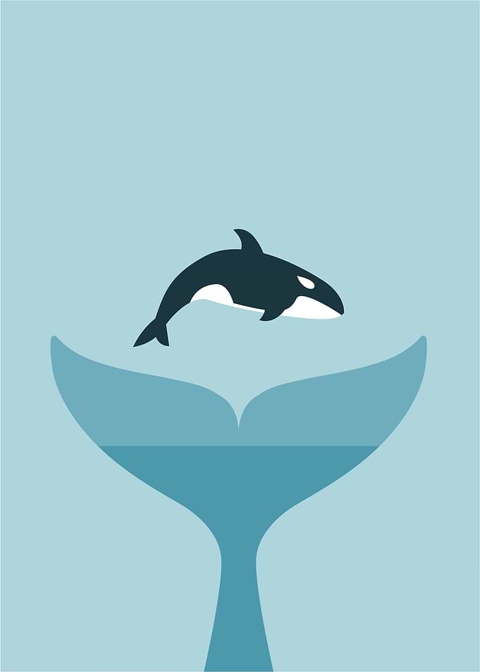 Whale Tail and Orca