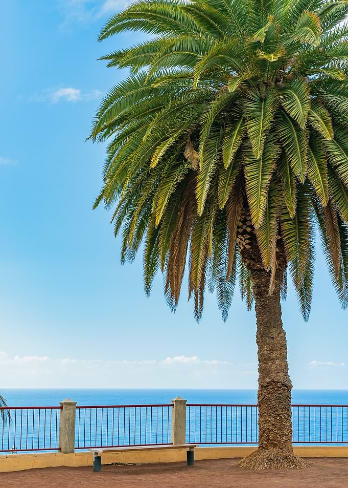 Palm Tree by the Sea