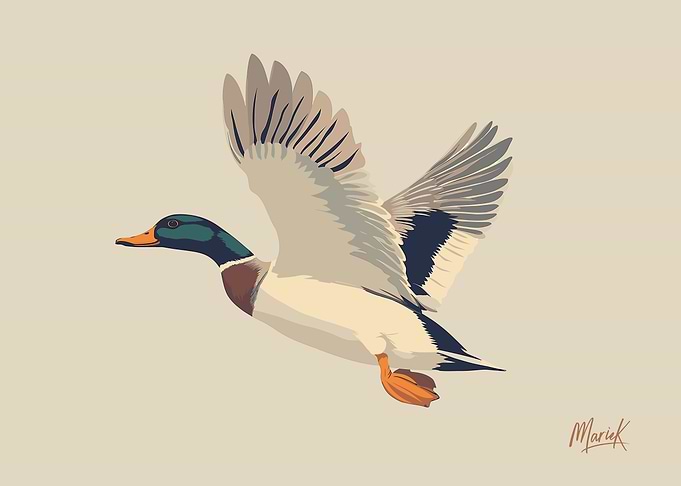Flying Mallard Duck