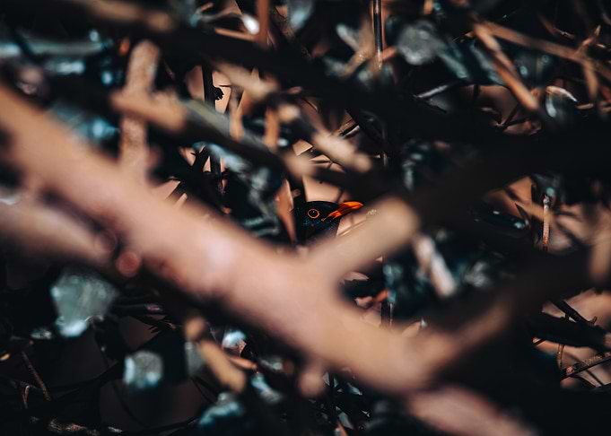 Hidden Bird in Branches