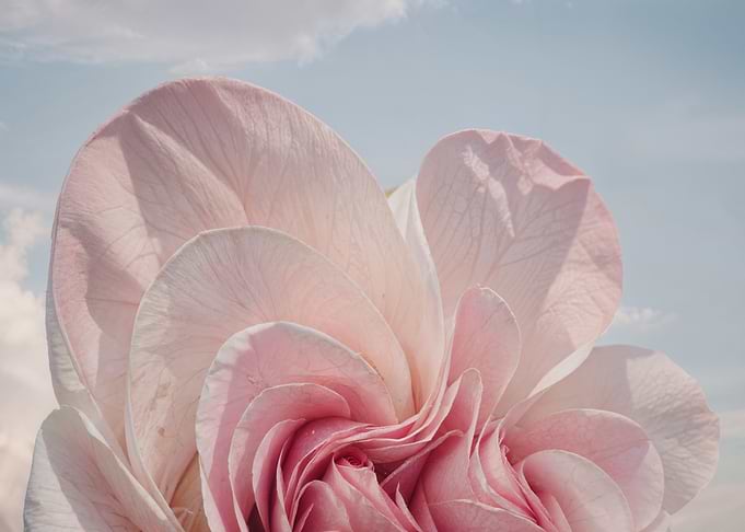 Pink Rose Close-Up