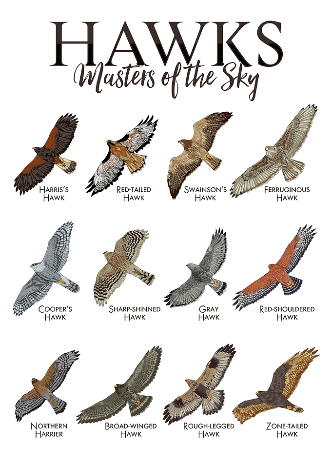 Hawks: Masters of the Sky