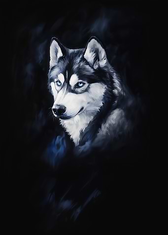 Sibirish Husky Portrait