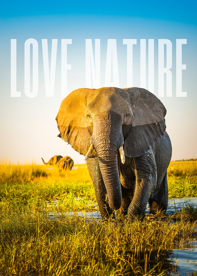 Elephant in Nature