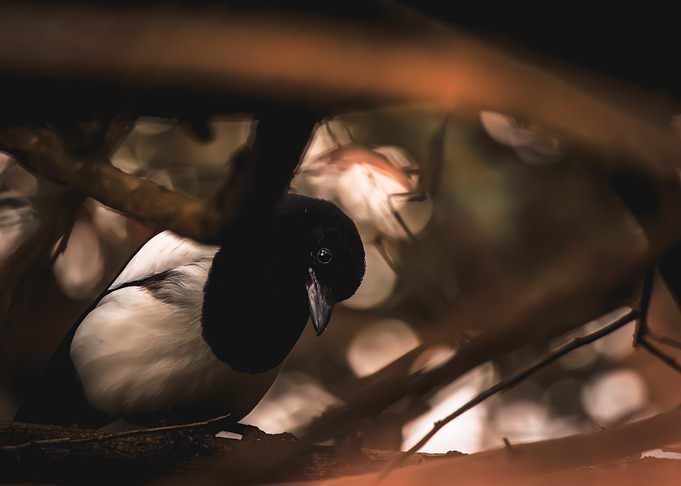 Magpie in the Branches